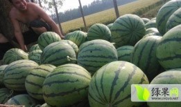 沛县吃瓜最新事件爆料,揭秘背后真相与争议